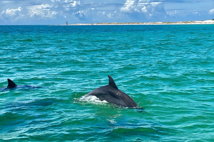 Dolphins jumping and loving the clear water